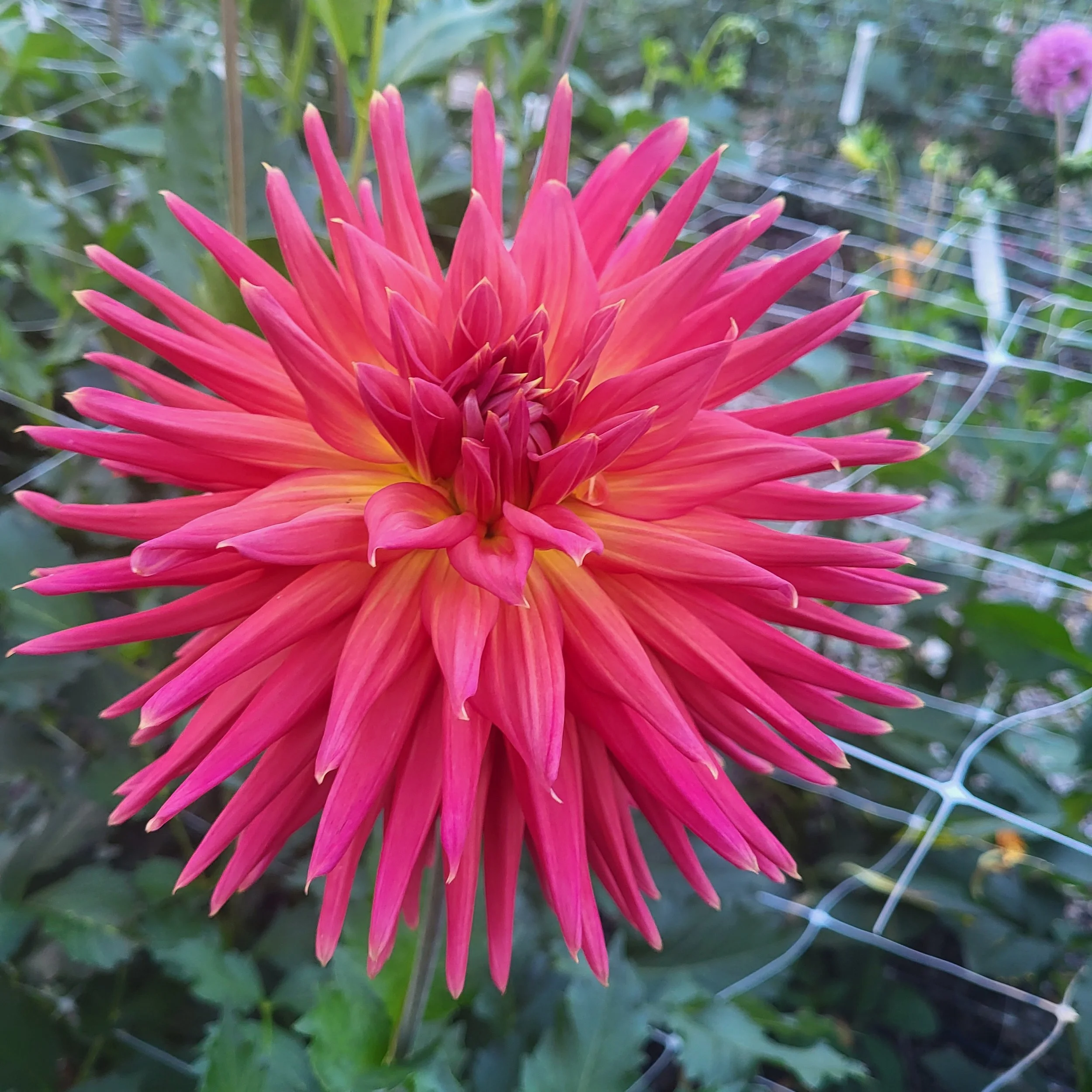Hollyhill Dutchess B-C-DP — Crazy 4 Dahlias